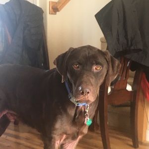 Meet your Posher, Dong